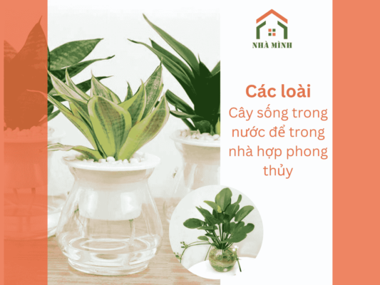 cay-trong-nuoc