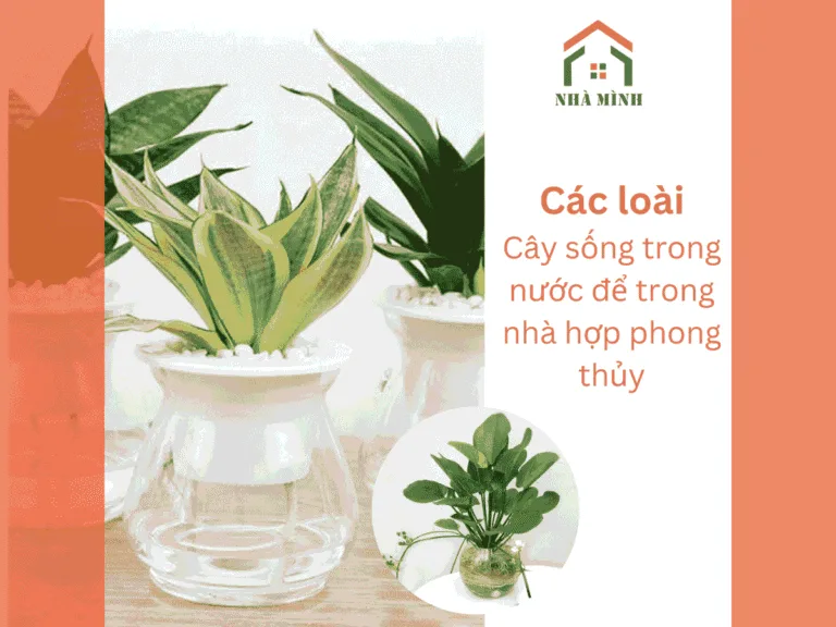 cay-trong-nuoc