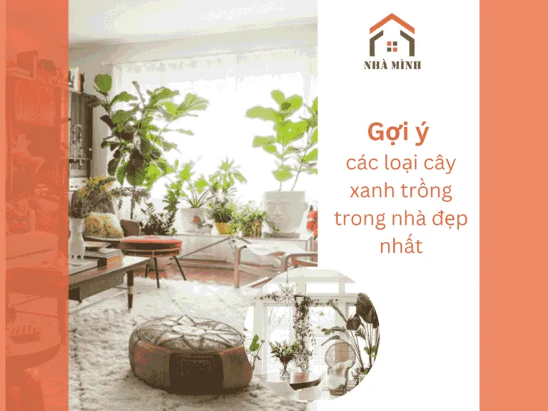 anh-bia-goi-y-cac-loai-cay-trong-trong-nha