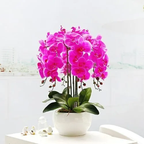 Chậu hoa cao su