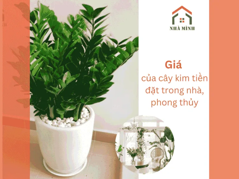 anh-bia-gia-cay-kim-tien