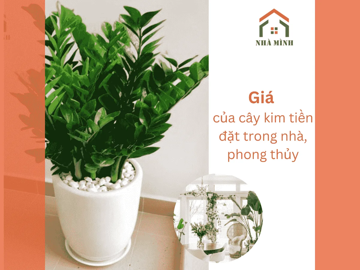 anh-bia-gia-cay-kim-tien