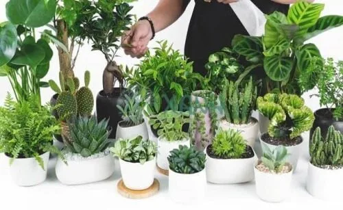 Dùng cây xanh mini để decor bàn làm việc