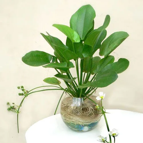 cay-bach-thuy-tien-trong-trong-nuoc