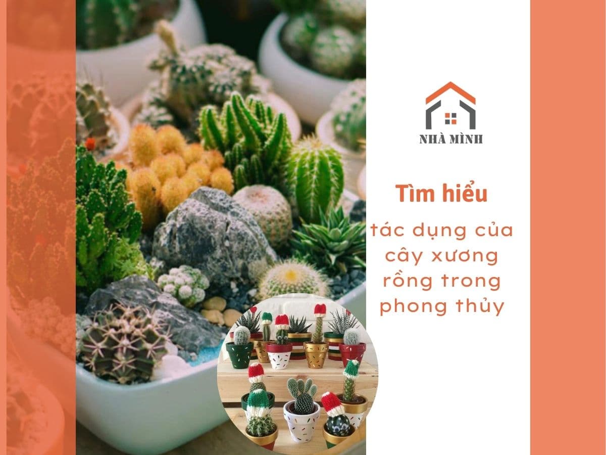 tac-dung-cua-cay-xuong-rong-trong-phong-thuy