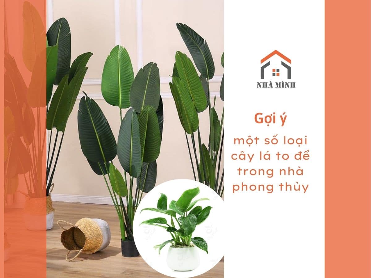 banner-cay-la-to-trong-nha