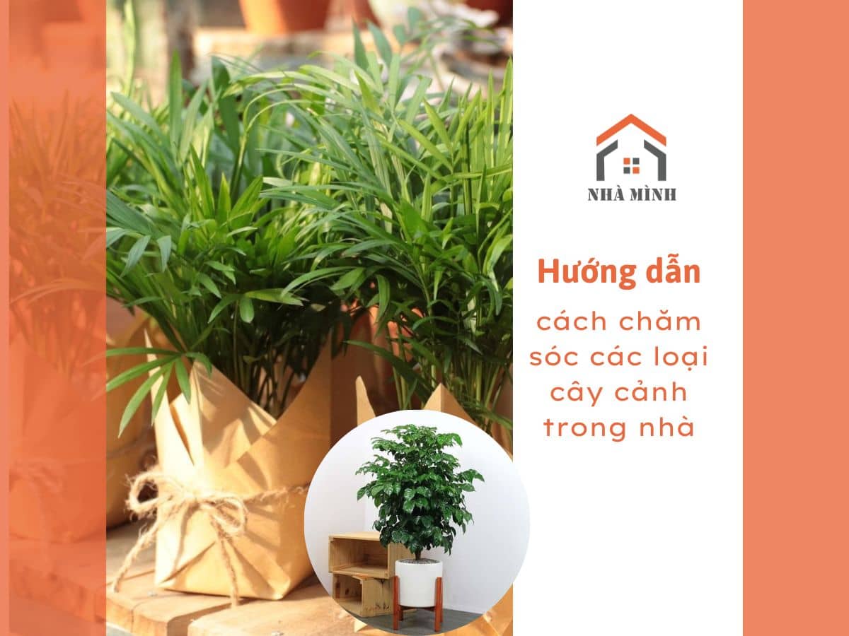 Time-lai-cach-cham-soc-cay-trong-nha